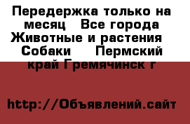 Передержка только на месяц - Все города Животные и растения » Собаки   . Пермский край,Гремячинск г.